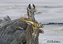 Ardea herodias